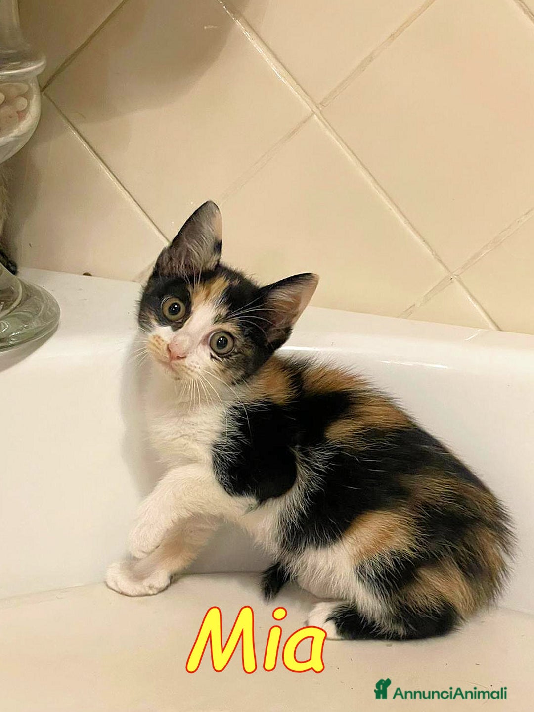 Europeo gatti in regalo: LIA E MIA DUE TENERE CUCCIOLINE a Città metropolitana di Roma Capitale - Immagine 2