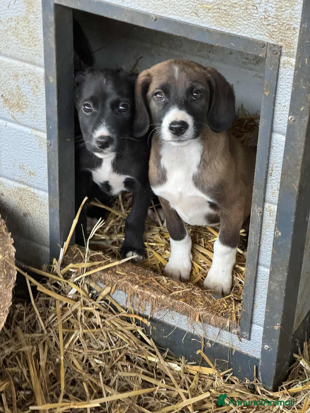 Meticcio cani in regalo: RYAN, cucciolo tenerone di 3 MESI E MEZZO. - Annuncio 4