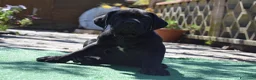 Cane Corso cani in vendita: Cuccioli di cane corso - Annuncio 6