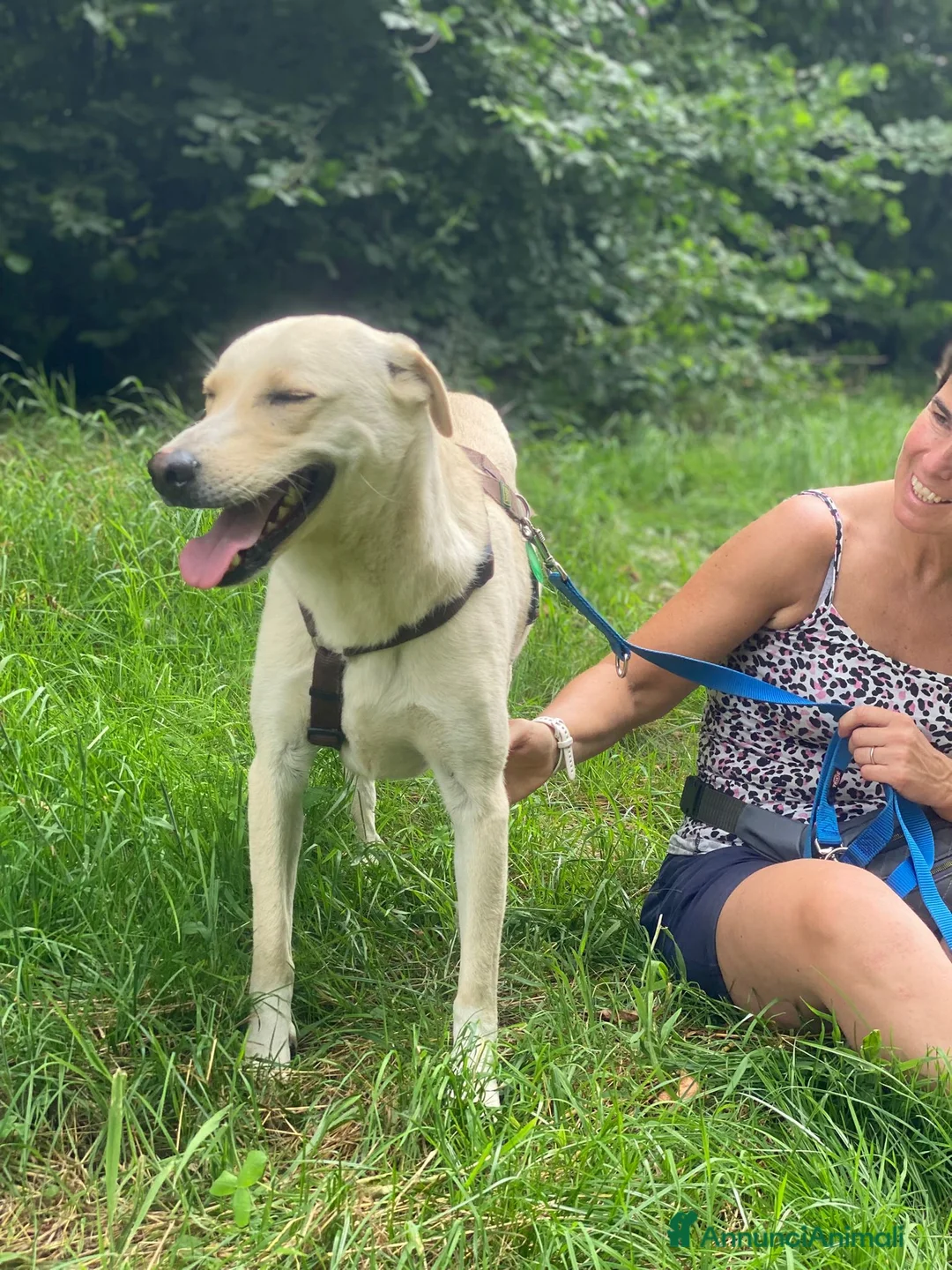 Labrador cani in regalo: Diana ,buonissima,in rifugio da tanto tempo a Provincia di Como - Annuncio 1