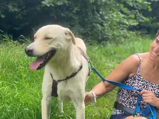 Labrador cani Diana ,buonissima,in rifugio da tanto tempo - Annuncio 1