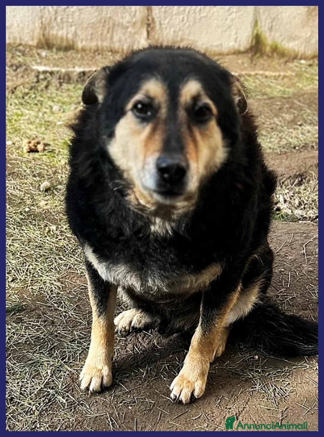 Meticcio cani in regalo: ADOZ D'AMORE X PONCHO 8 ANNI E MEZZO IN CANILE DA a Genova - Annuncio 5