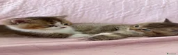 British gatti in vendita: meravigliosi cuccioli gattini British Shorthair  - Annuncio 5