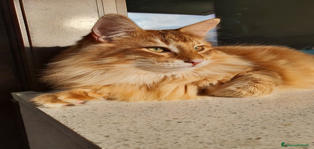 Immagine della galleria {{count}}