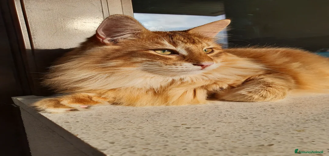 Immagine della galleria {{count}}