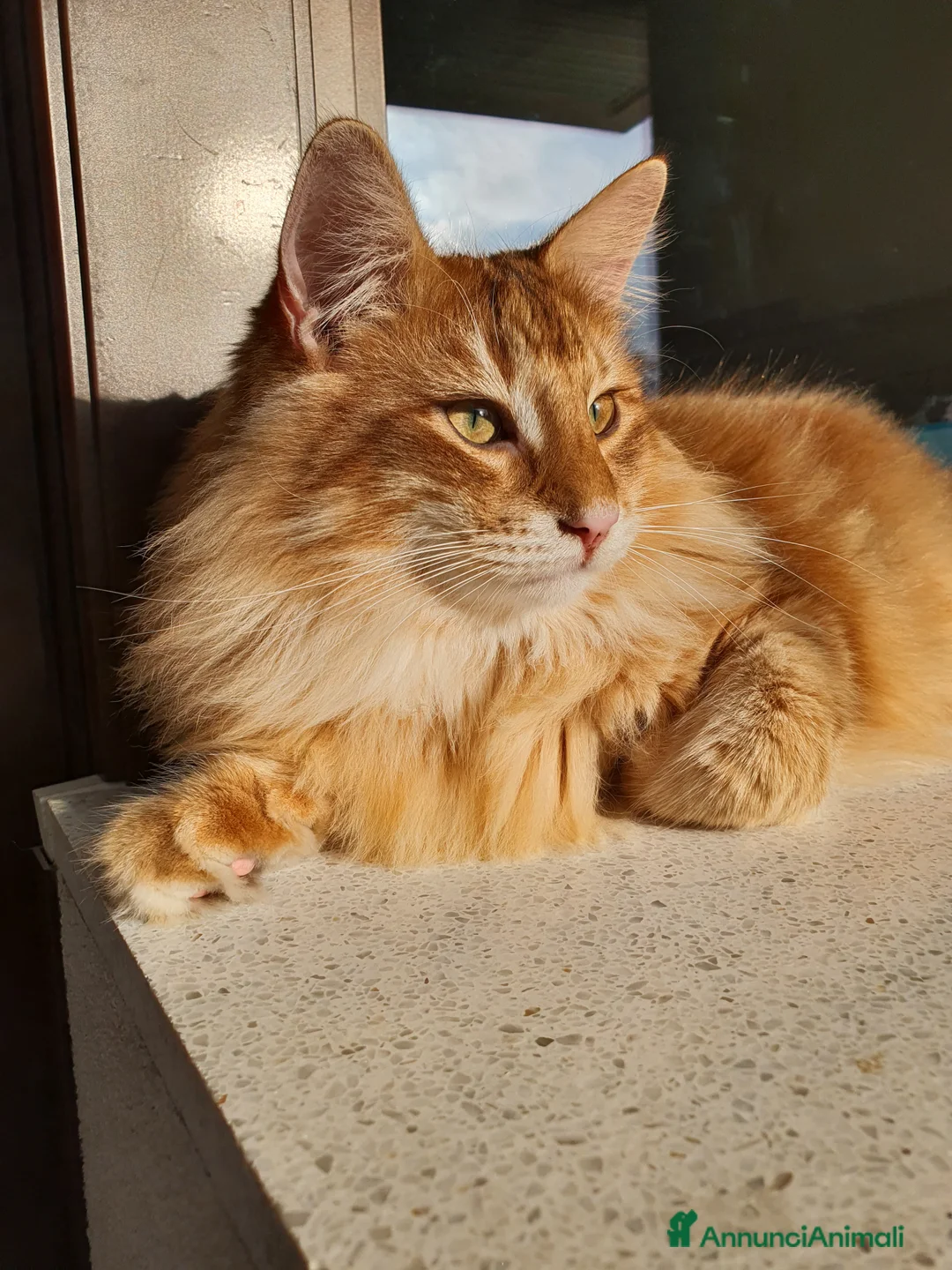 Immagine della galleria {{count}}