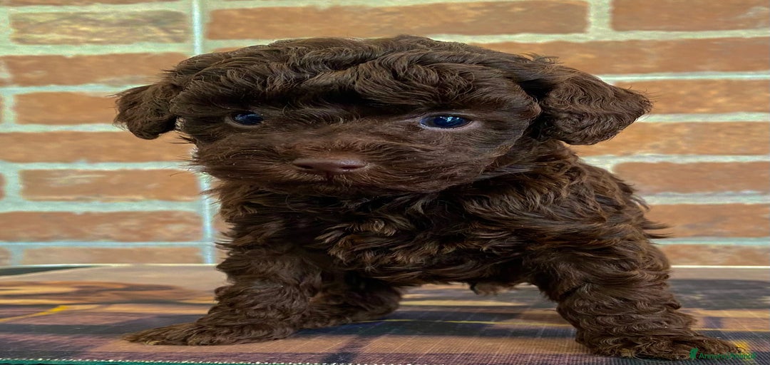 Immagine della galleria {{count}}