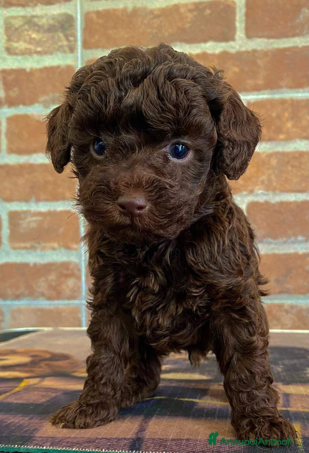 Immagine della galleria {{count}}