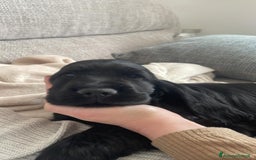 Cocker cani in vendita: cuccioli di cocker spaniel inglese - Immagine 6