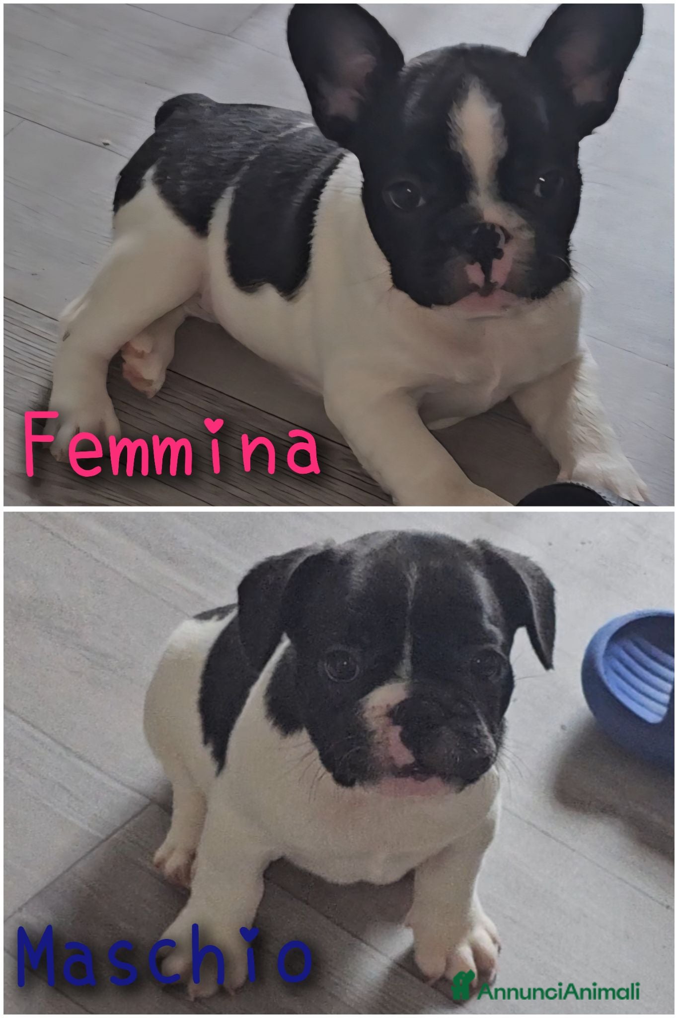 Bulldog Francese cani Due cuccioli di Bulldog Francese  - Annuncio 9