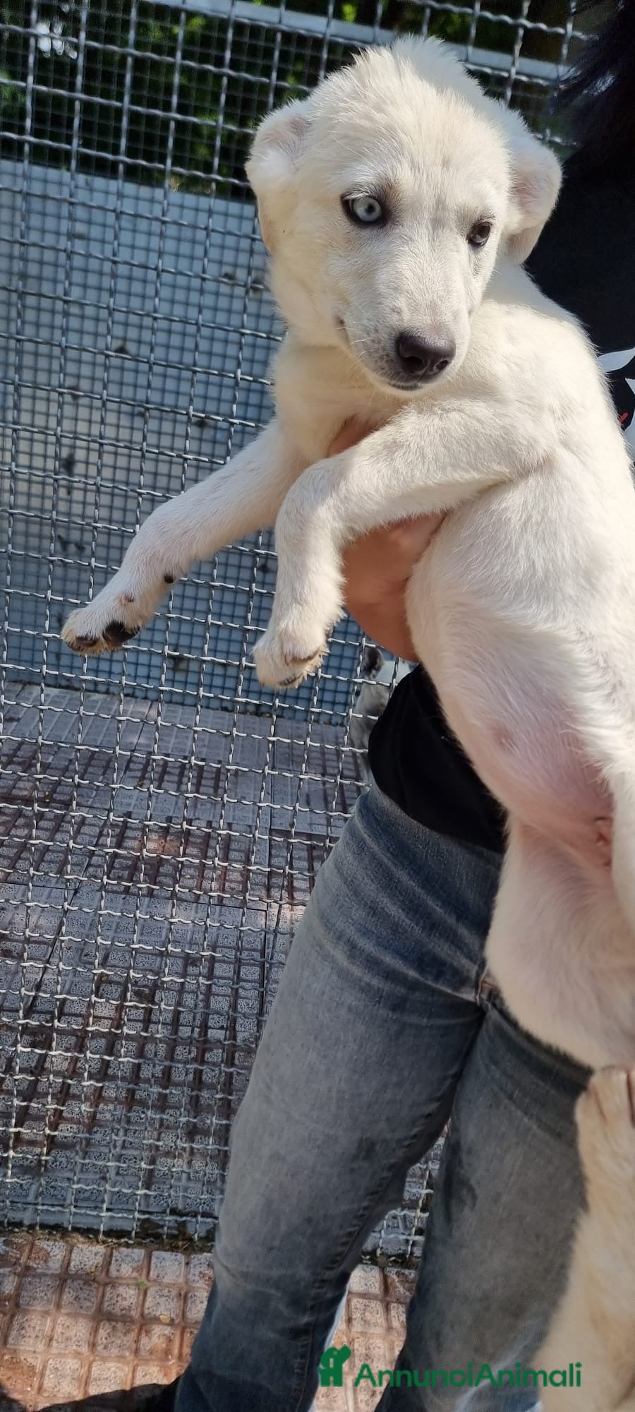Meticcio cani in regalo: GARDENIA E ORTENSIA 🩷-due sorelline, mix Labrador a Provincia di Pavia - Annuncio 2