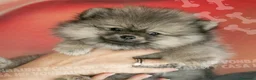 Volpino Pomerania cani in vendita: Cuccioli di Pomerania con Pedigree - Annuncio 11