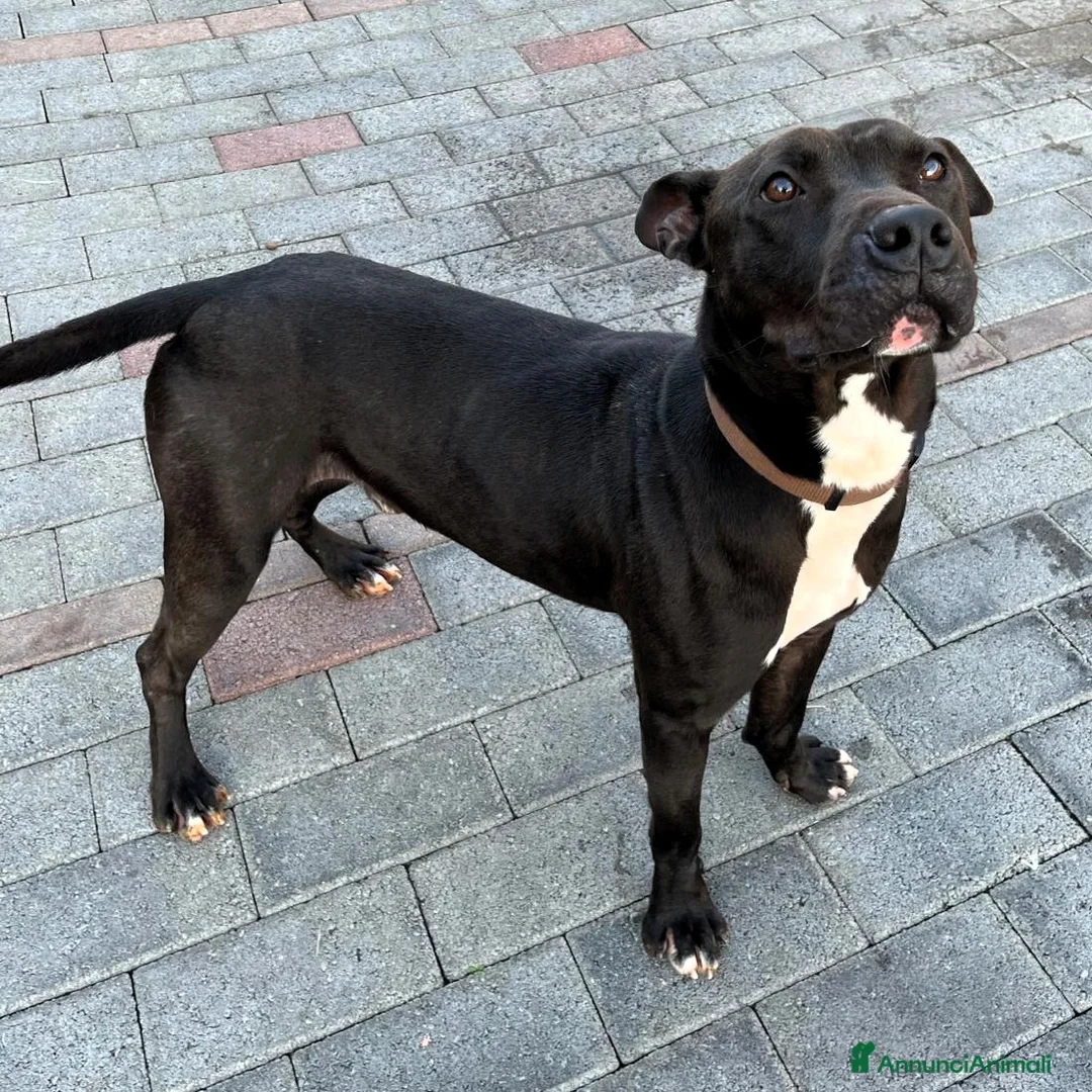 Meticcio cani in regalo: MAX GIOVANE E ATLETICO - Annuncio 2
