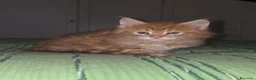 Maine Coon gatti in vendita: Litter E Dolci Fusa - Annuncio 3
