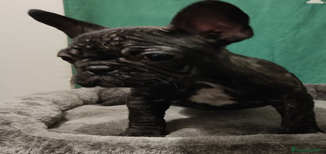 Immagine della galleria {{count}}