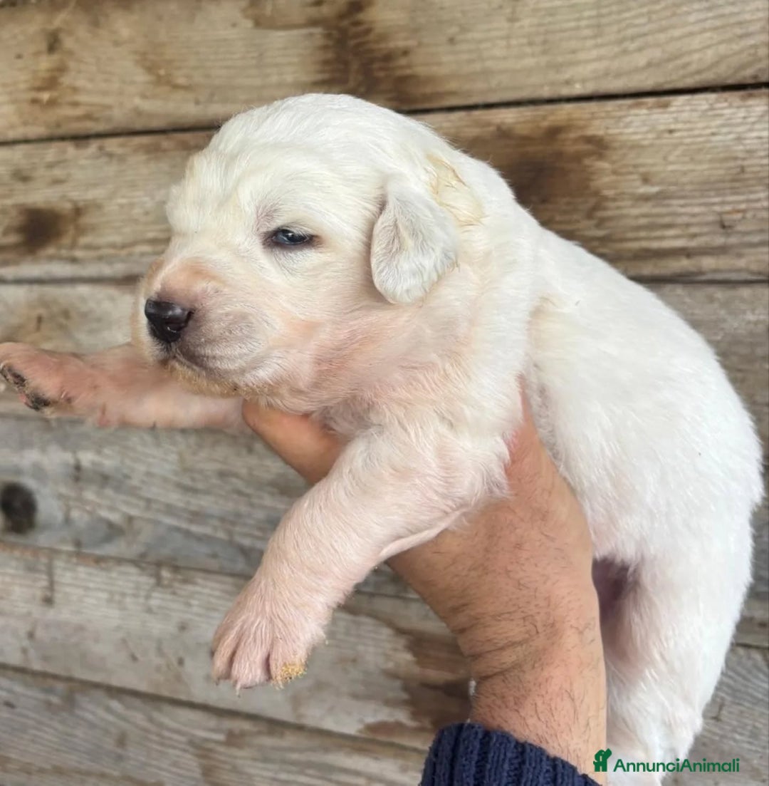 Meticcio cani in regalo: KETTY dolce cucciola futura taglia media adozione - Annuncio 3
