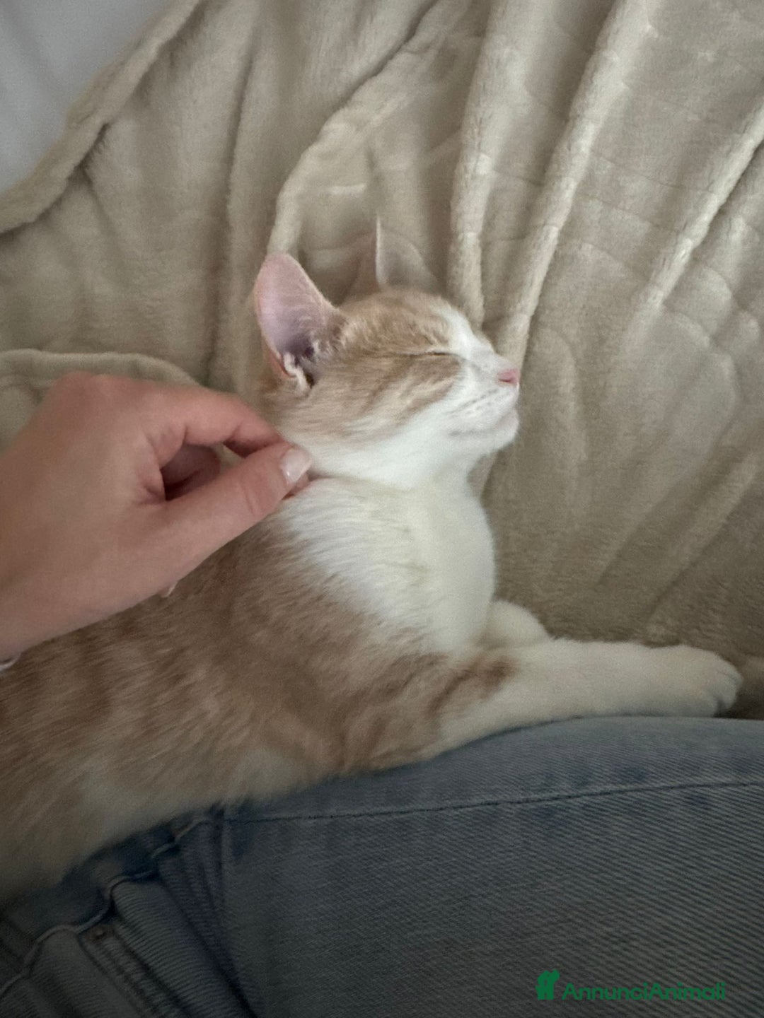 Meticcio gatti in regalo: LA DOLCE PIMPI - Annuncio 3