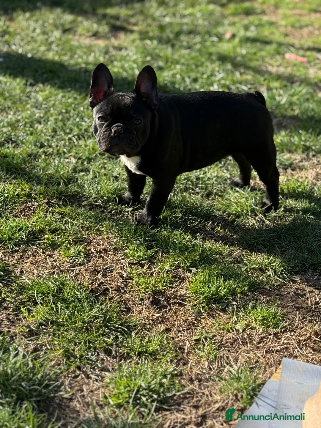 Bulldog Francese cani in vendita: Cucciola di bulldog francese  - Annuncio 5