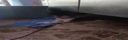 Meticcio gatti in regalo: 2  fratellini chiari  - Annuncio 6