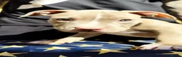 Pitbull cani in vendita: American Pitbull Terrier con pedigree - Annuncio 5