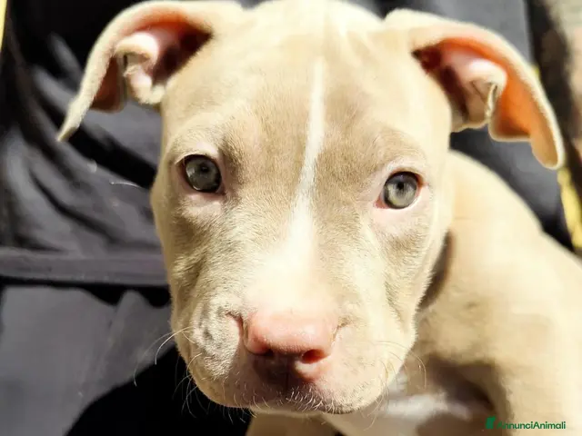 Pitbull cani in vendita: American Pitbull Terrier con pedigree - Annuncio 1