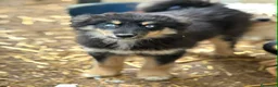 Husky cani in regalo: YUKON & ALASKA, magnifici cuccioli OCCHI BLU! - Annuncio 8