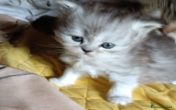 Persiano gatti in vendita: Gattini persiani normotipo Chinchilla  a Provincia di Modena - Immagine 10