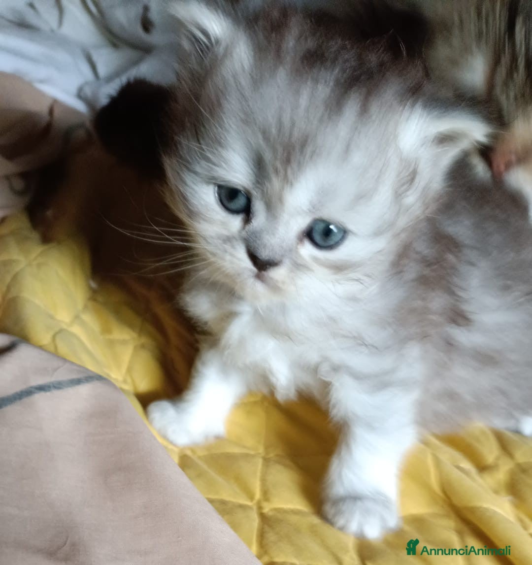 Persiano gatti in vendita: Gattini persiani normotipo Chinchilla  a Provincia di Modena - Immagine 10