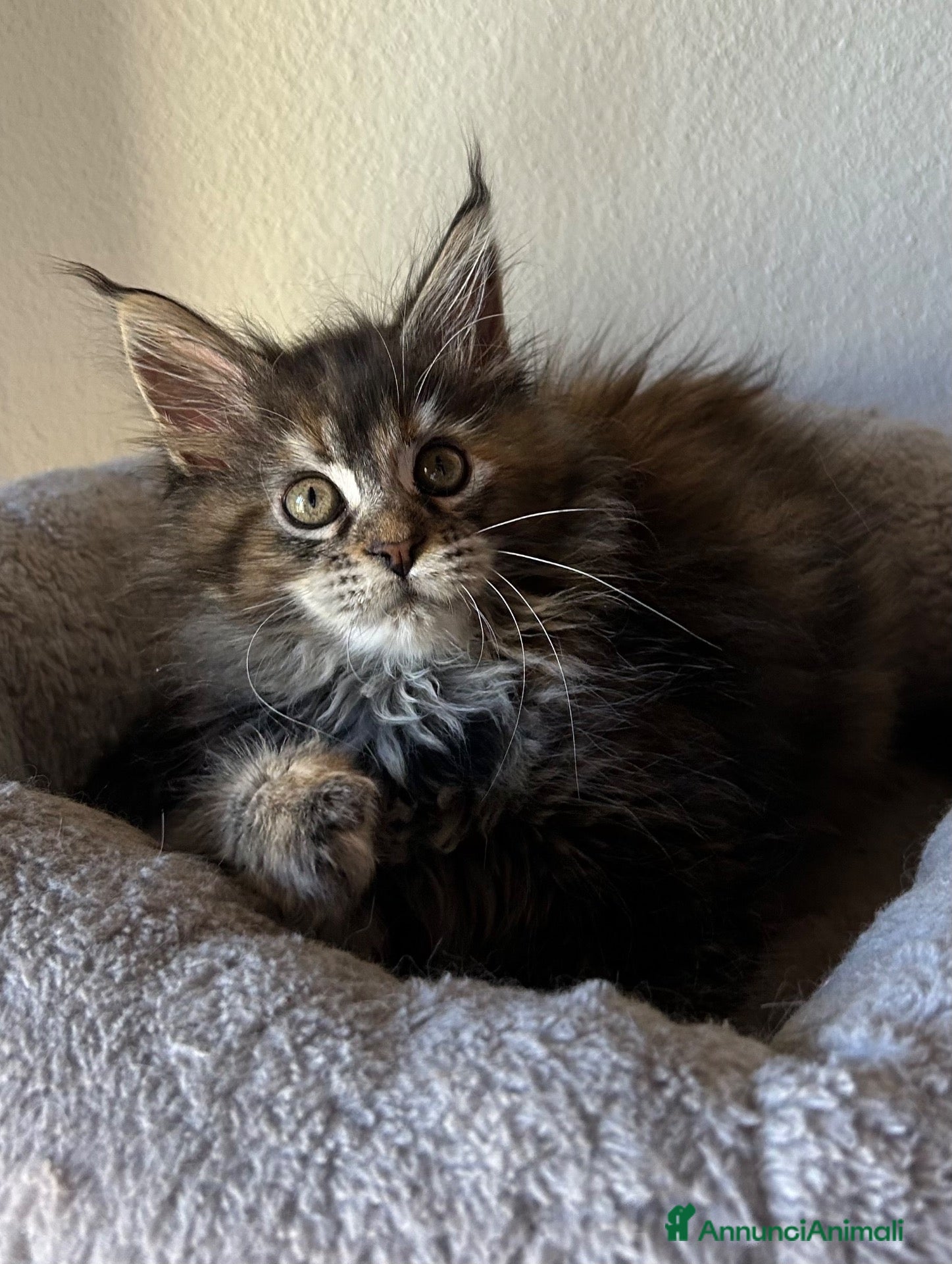 Maine Coon gatti in vendita: Femmine Maine Coon  - Annuncio 2