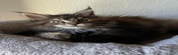 Maine Coon gatti in vendita: Femmine Maine Coon  - Annuncio 1