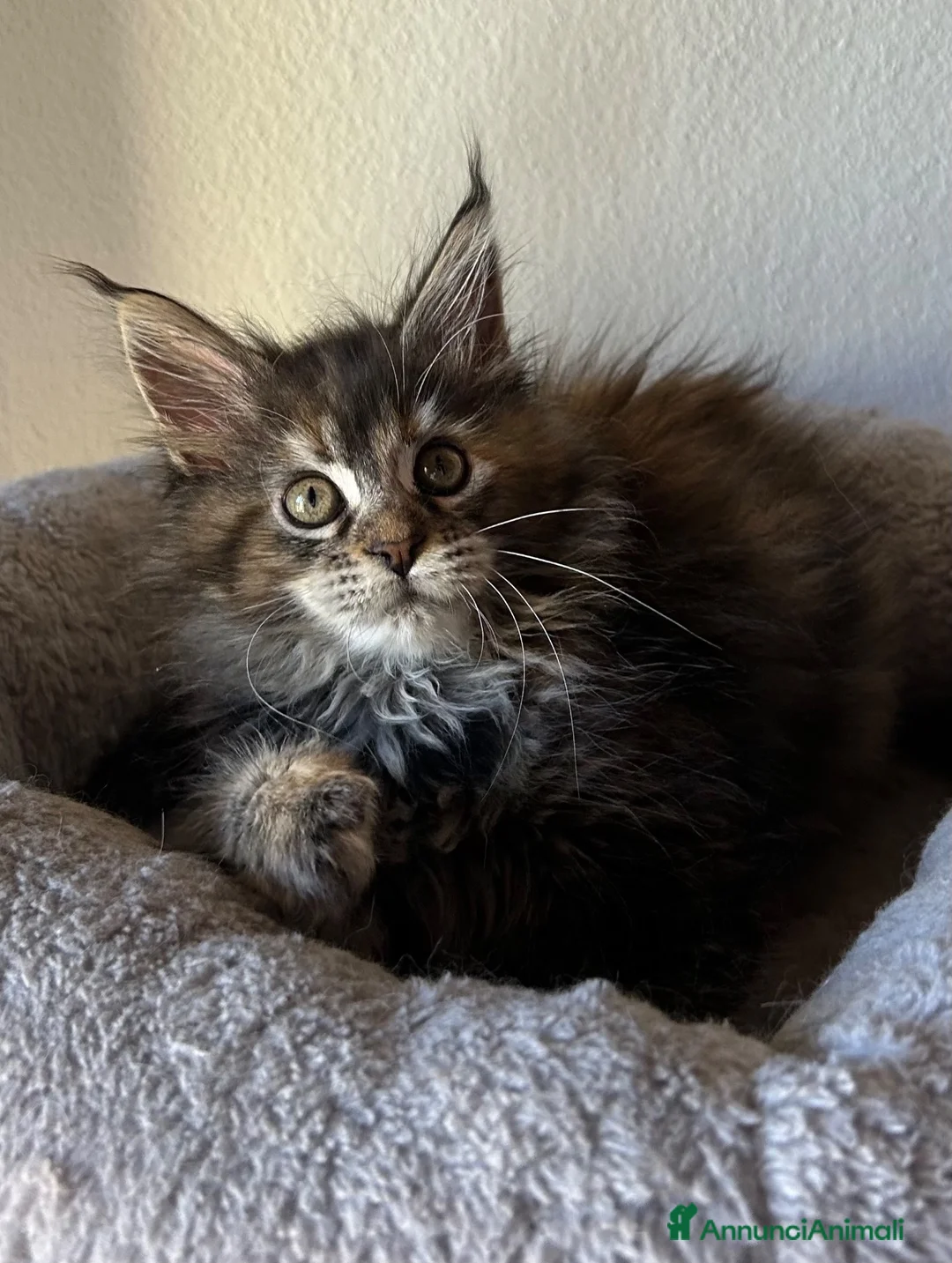 Maine Coon gatti in vendita: Femmine Maine Coon  - Annuncio 1