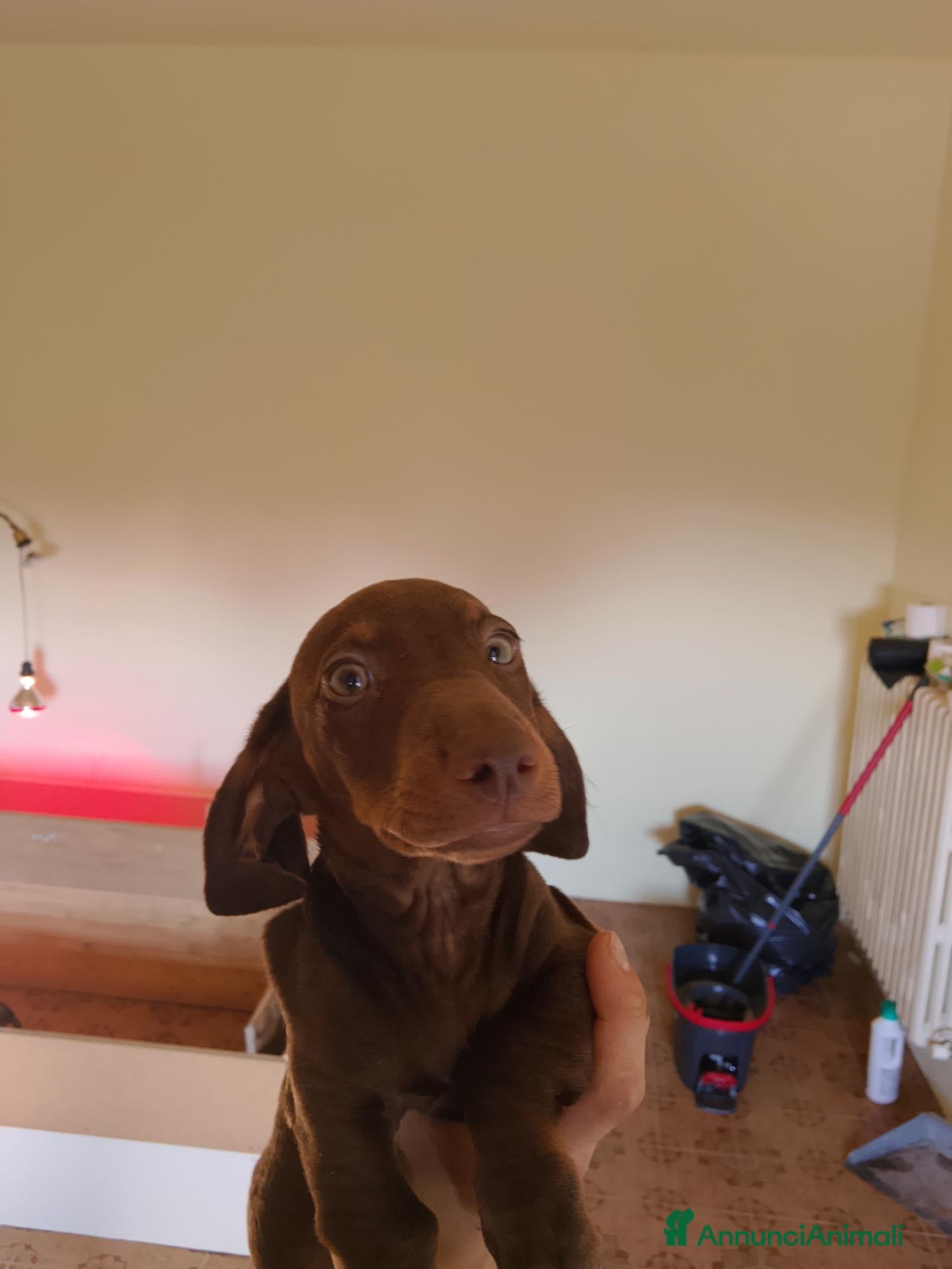 Bassotto Nano cani in vendita: Bassotto nano arlecchino cioccolato focato  - Annuncio 2