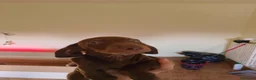 Bassotto Nano cani in vendita: Bassotto nano arlecchino cioccolato focato  - Annuncio 1