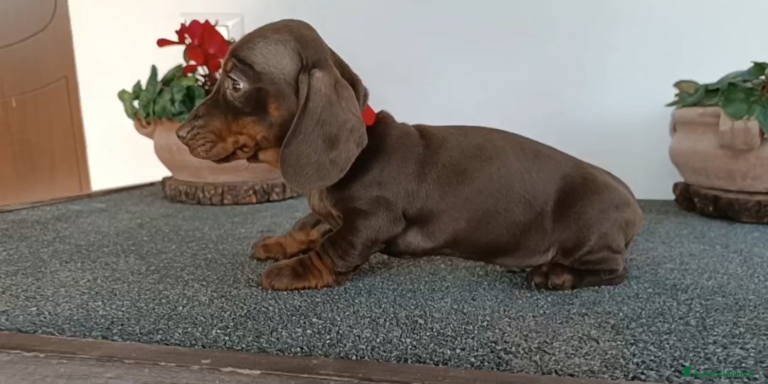 Bassotto cani Cuccioli bassotto con Pedigree ENCI.  - Annuncio 6