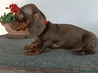 Bassotto cani Cuccioli bassotto con Pedigree ENCI. - Annuncio 6