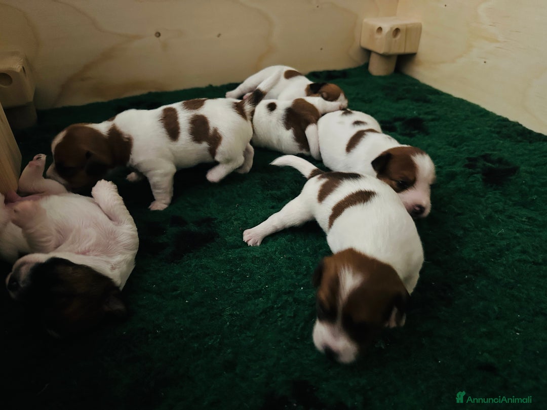 Jack Russell cani in vendita: Cucciolata Jack Russell Broken/Ruvidi - Annuncio 5