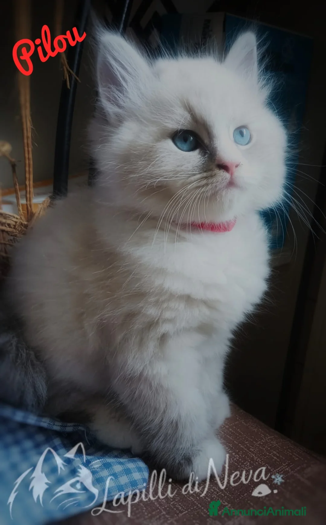 Siberiano gatti in vendita: Cuccioli Siberiani/Neva Masquerade – Pedigree ANFI - Annuncio 2