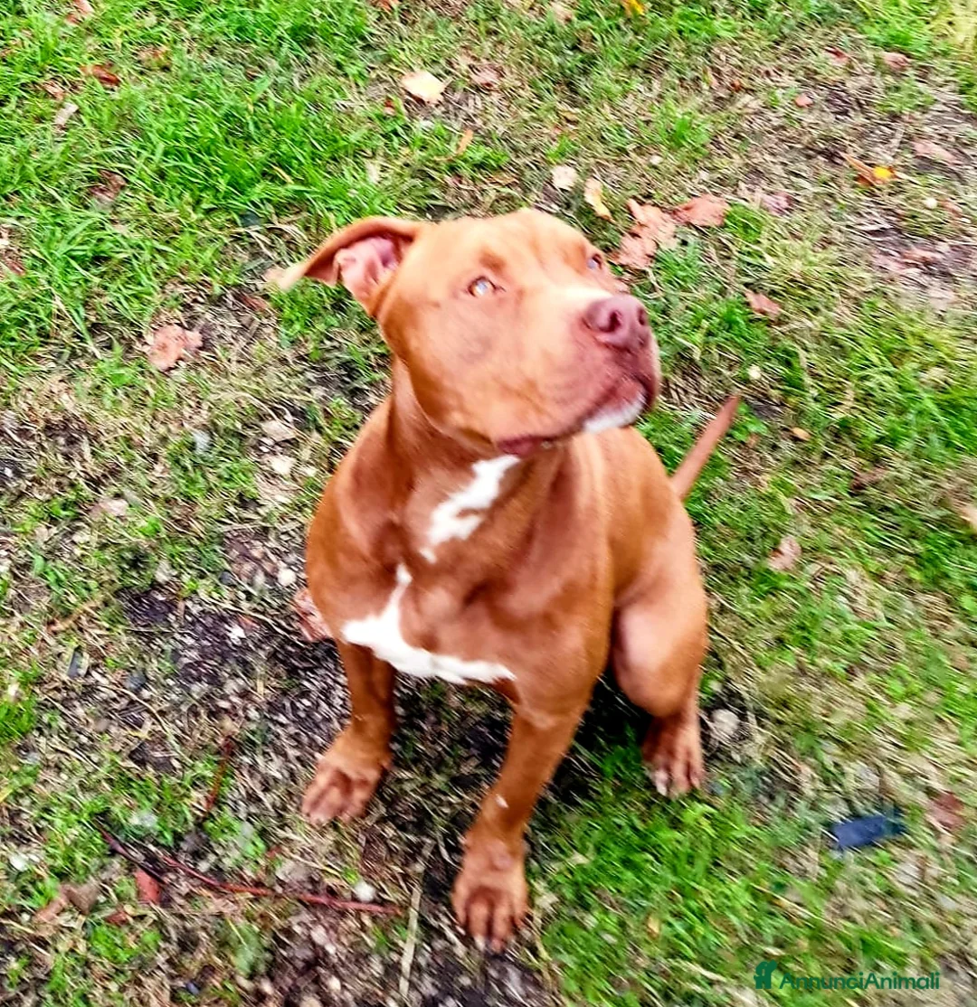 Pitbull cani in regalo: RED MERAVIGLIOSO PITT  a Provincia di Varese - Annuncio 2