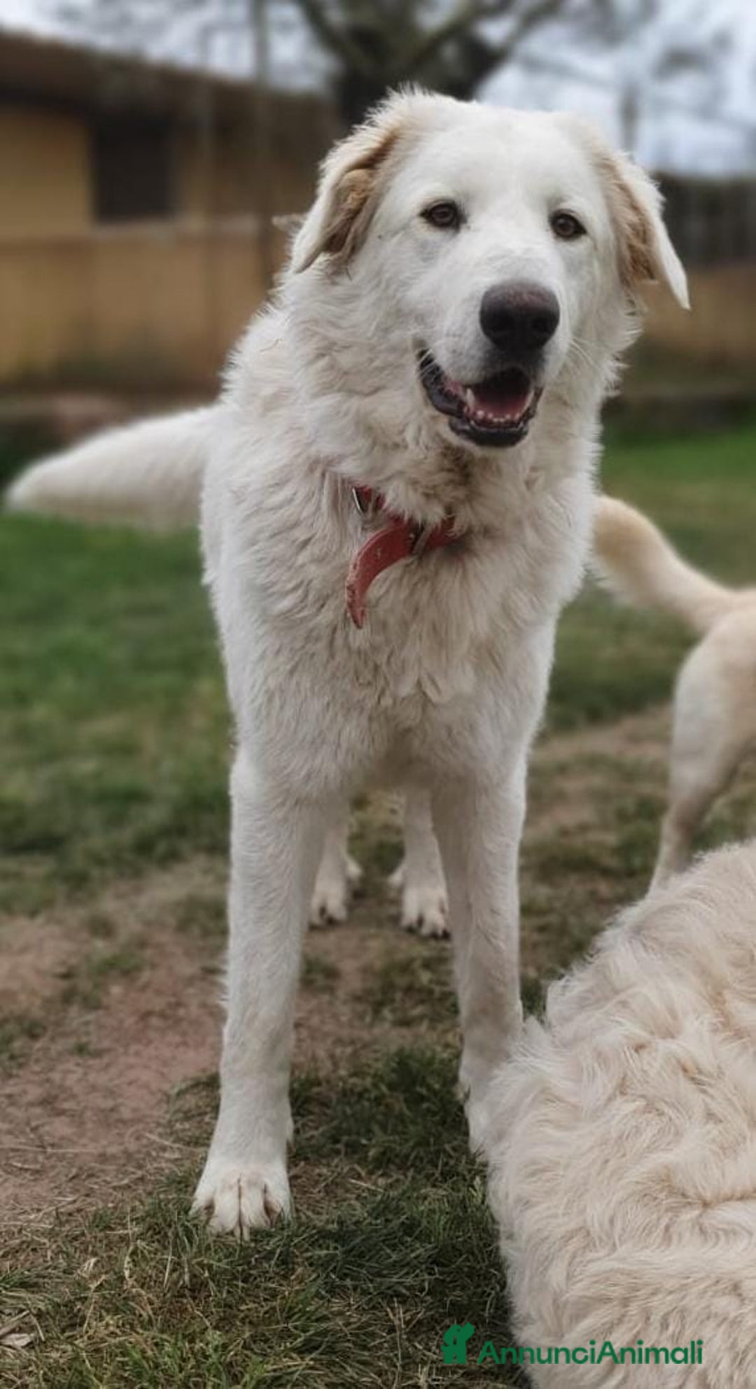 Pastore Maremmano cani in regalo: Rosetta,il cane con la C maiuscola a Pomezia - Annuncio 7