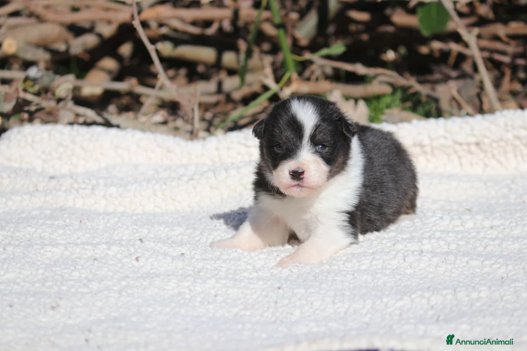 Australian Shepherd cani in vendita: Cuccioli di Pastore Australiano  - Annuncio 4