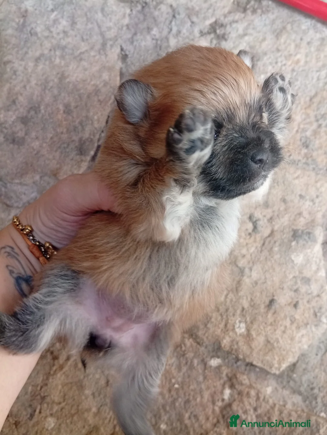 Volpino Pomerania cani in vendita: Cucciola di Pomerania in vendita a Città metropolitana di Reggio Calabria - Annuncio 5