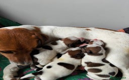 Jack Russell cani in vendita: Jack Russell cucciolo - Immagine 3