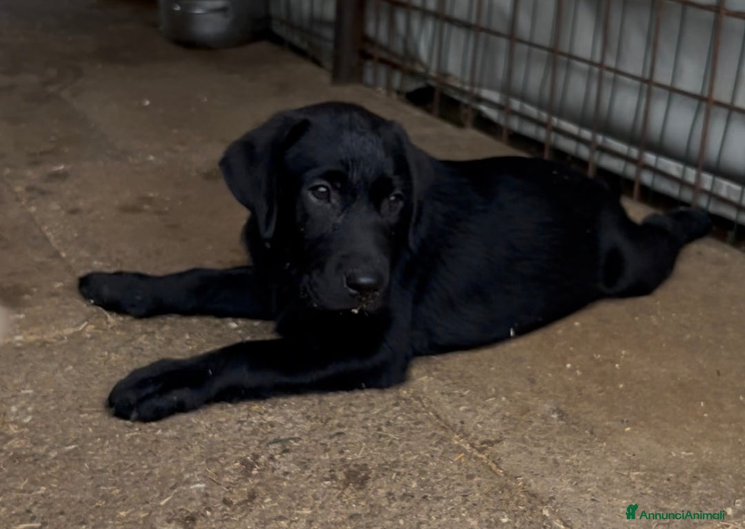 Labrador cani in vendita: Ultimi cuccioli di Labrador  a Provincia di Bergamo - Immagine 11