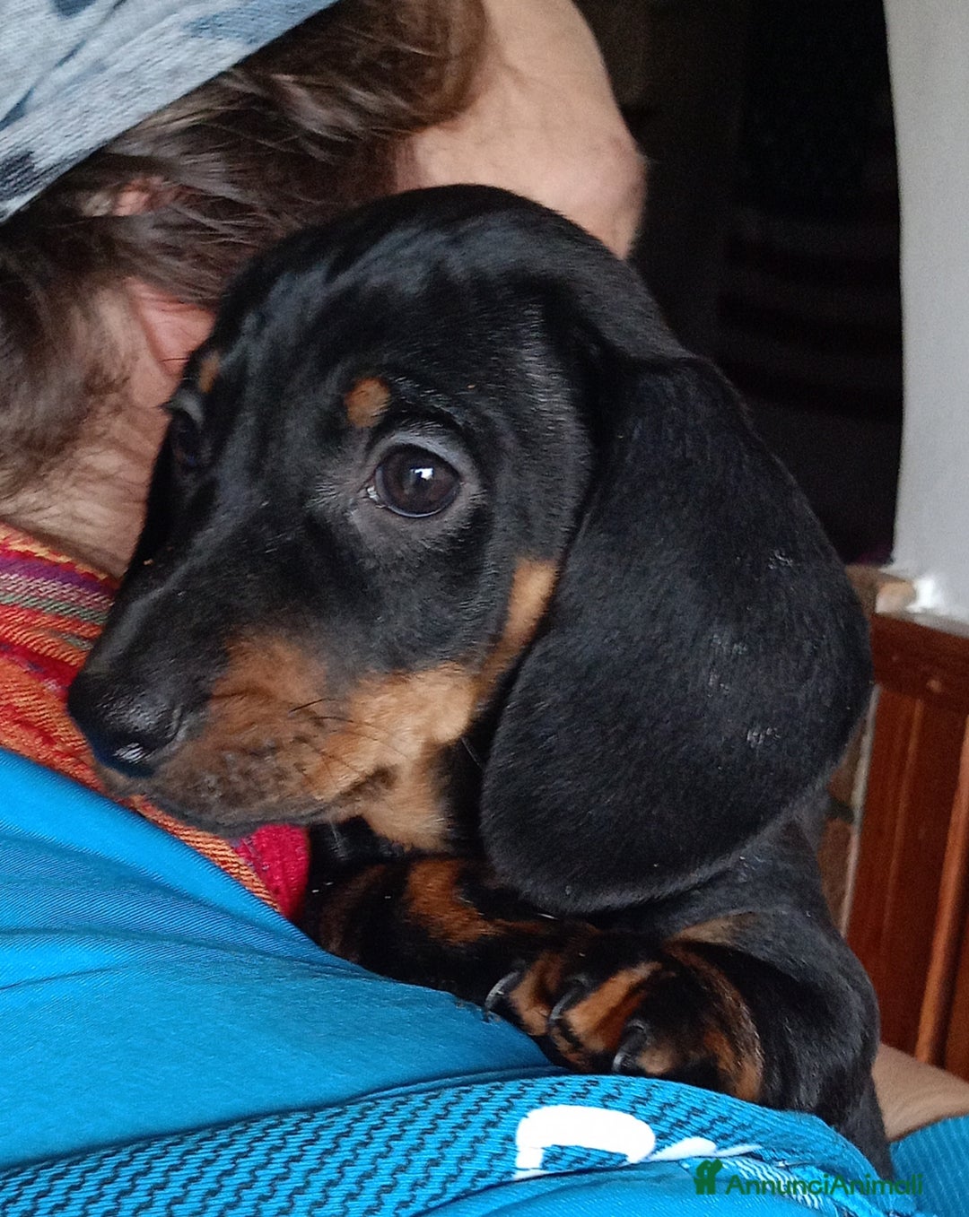 Bassotto cani in vendita: Bassotto tedesco standard a pelo corto - Annuncio 2