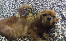 Cavalier King cani in vendita: Cavalier king a Provincia di Mantova - Immagine 2