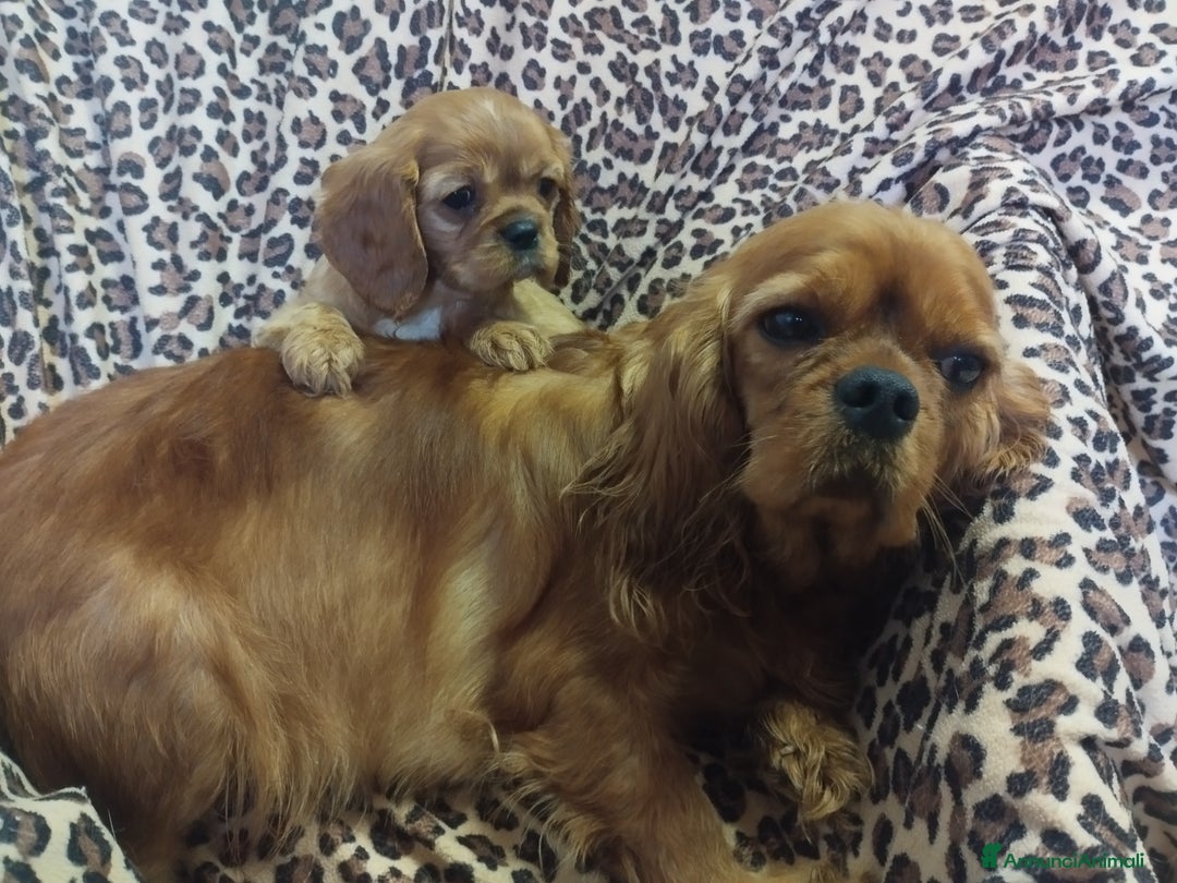 Cavalier King cani in vendita: Cavalier king a Provincia di Mantova - Immagine 2