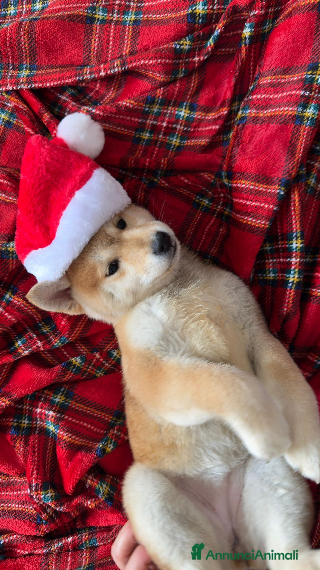 Shiba Inu cani in vendita: Cucciola SHIBA inu rossa - Annuncio 7