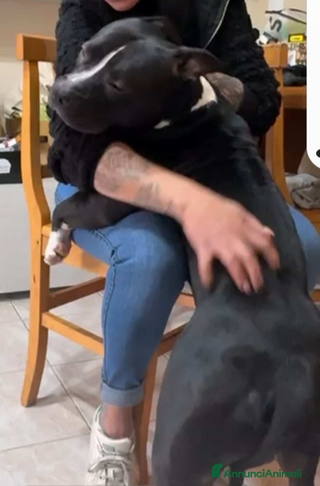 American Bully cani in regalo: American Bully 2anni e 1/2 dal divano al box TORIN - Annuncio 4