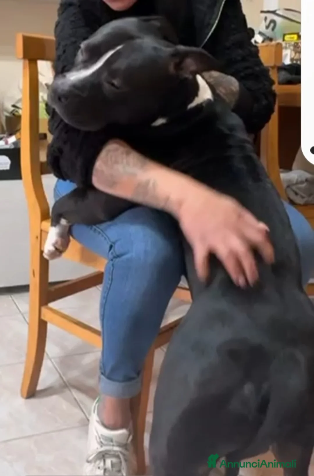 American Bully cani in regalo: American Bully 2anni e 1/2 dal divano al box TORIN - Annuncio 4