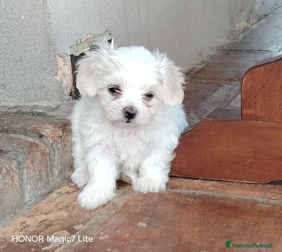 Meticcio cani in vendita: Cuccioli Incrocio tra ShihTsu e Maltese - Annuncio 2